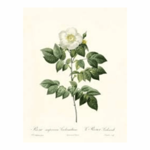 esencias florales de ritoque rosa blanca