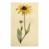 rudbeckia esencias florales de ritoque