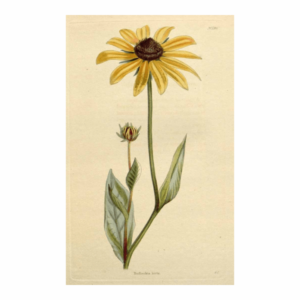 rudbeckia esencias florales de ritoque
