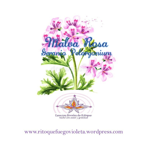 esencias florales de ritoque Citronela Malva Rosa Citronela Malva Rosa esencias florales de ritoque