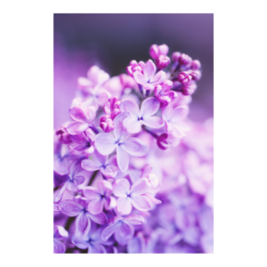 Lila esencias florales de ritoque