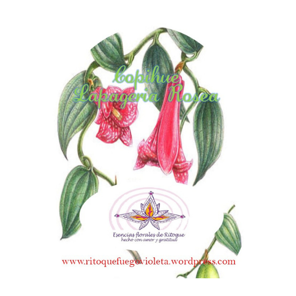 esencias florales de ritoque copihue copihue esnecias flortales de ritoque