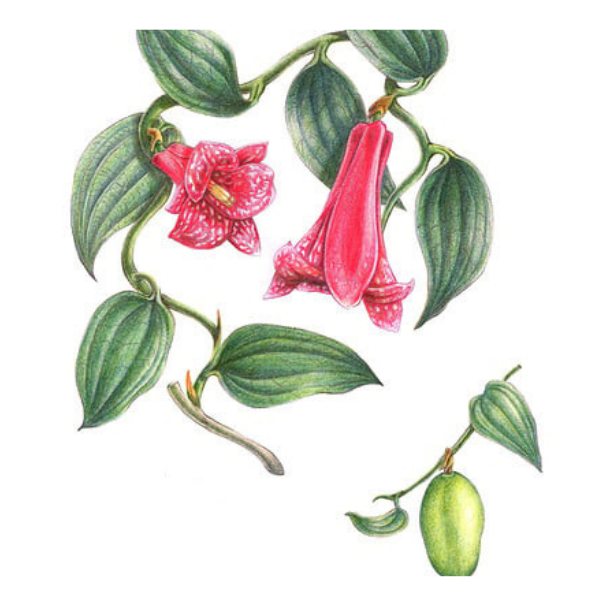 esencias florales de ritoque copihue Copihue esencias florales de ritoque