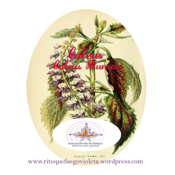 esencias florales de ritoque coleo coleo esencias florales de ritoque