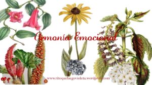 esencias florales de ritoque armonia emocional