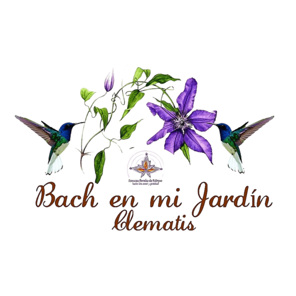 bach en mi jardin flores de bach clematide