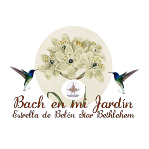 flores de bach estrella de belen