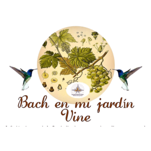 flores de bach vine