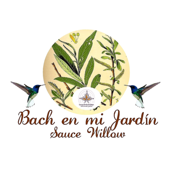 bach en mi jardin flores de bach Sauce - Willow- Salix Alba