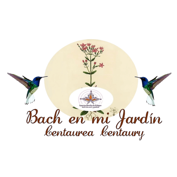 bach en mi jardin flores de bach Centaura- Centaury- Centaurium Umbellatum